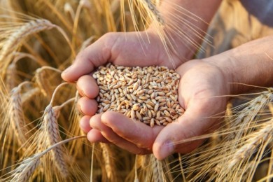 В Беларуси намолотили свыше 7,7 млн т зерна с учетом рапса