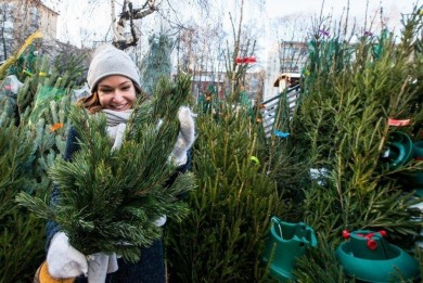 Сколько будут стоить живые и искусственные елки к Рождеству и Новому году