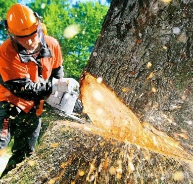 С 13 сентября в Бобруйске стартует декадник безопасного труда в организациях лесного хозяйства и деревообработки