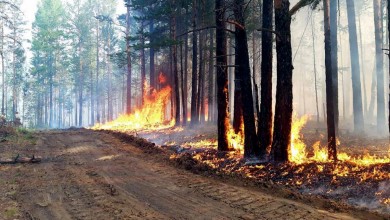 Засухи, лесные пожары. Минлесхоз рассказал о подготовке к пожароопасному сезону