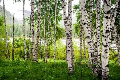 Запреты и ограничения на посещение лесов введены в 102 районах Беларуси
