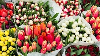 Приобрести цветы ко Дню женщин бобруйчане смогут на 19 организованных площадках города