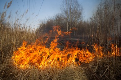 Не допускайте выжигания сухой травы!